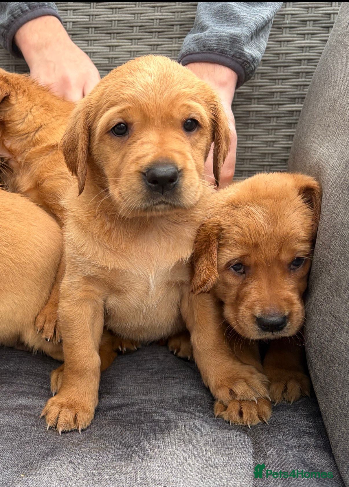 Goldador dogs Stunning Goldador pups  - Advert 2