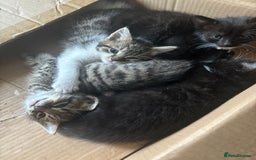 Mixed Breed cats for sale: Mixed breed 1 tabby 2 black white  - Image 1