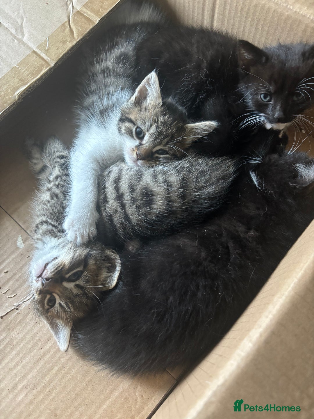 Mixed Breed cats for sale: Mixed breed 1 tabby 2 black white  - Image 1
