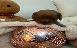 Cavapoo dogs for sale: 🐾 Beautiful F1 Cavapoos – Raised with Love  🐾 - Advert 16