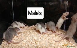 Rat rodents for sale: Baby Dumbo Rats Males and Females - Advert 7