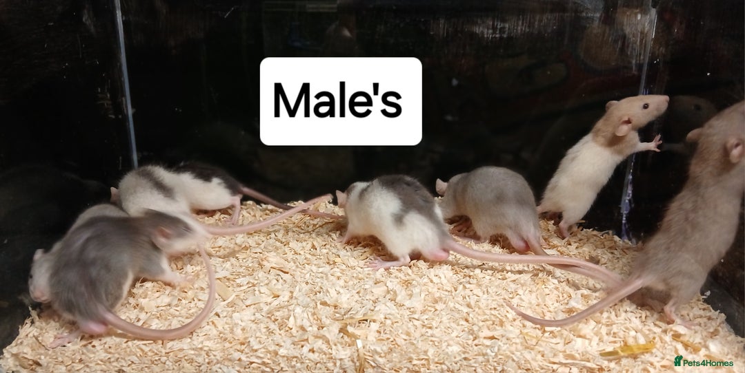 Rat rodents for sale: Baby Dumbo Rats Males and Females - Advert 7