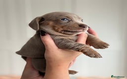Miniature Dachshund dogs for sale: Kc reg Miniature Dachshund Puppies 🐶 💕 - Image 5