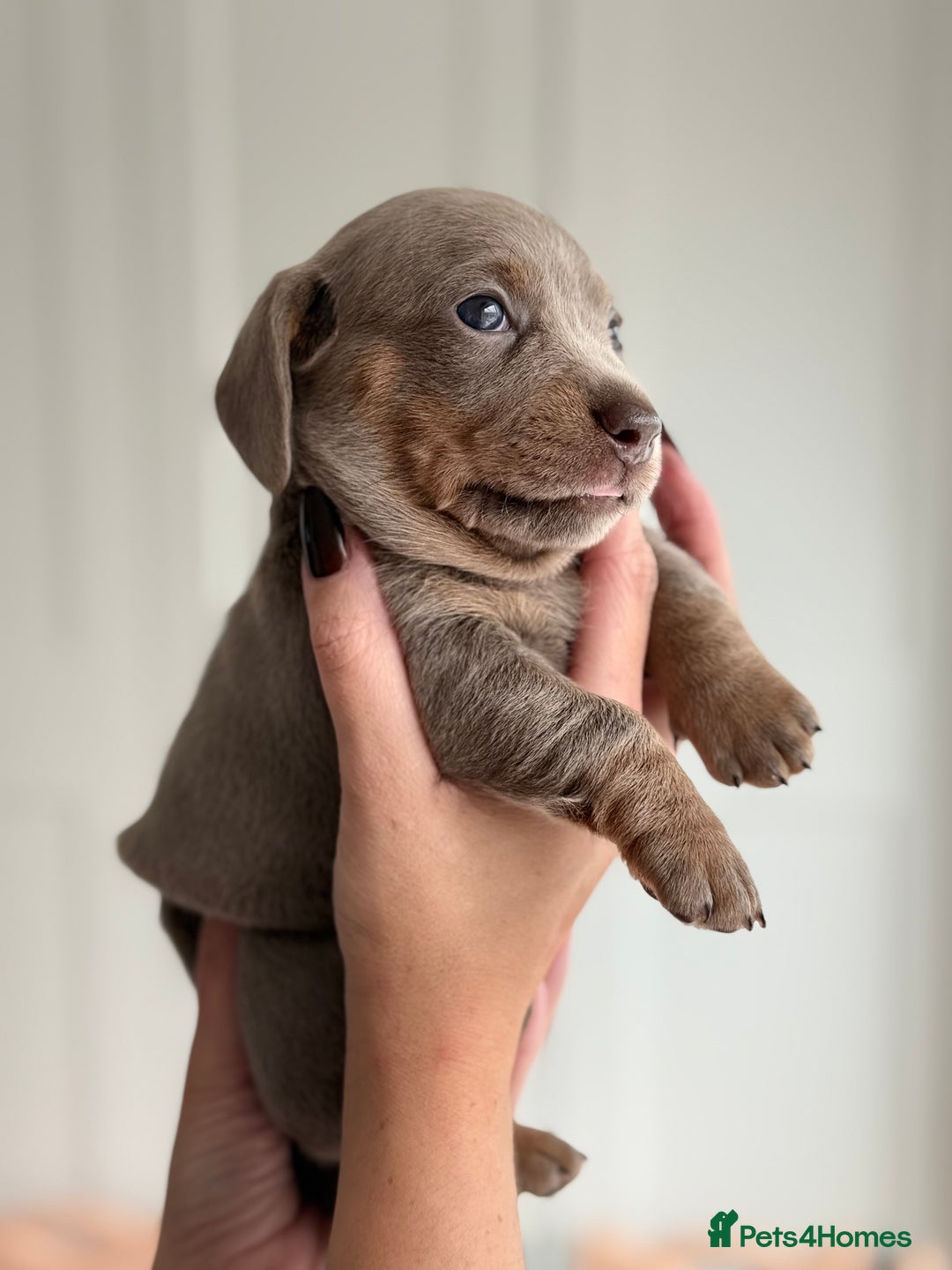 Miniature Dachshund dogs for sale: Kc reg Miniature Dachshund Puppies 🐶 💕 - Image 5