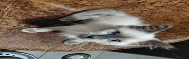 Birman 1