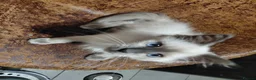 Birman cats for sale: Birman kittens - Advert 7