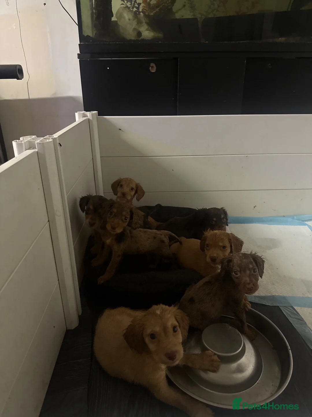 Cocker Spaniel dogs for sale: 3 stunning cocker spaniels  - Advert 2