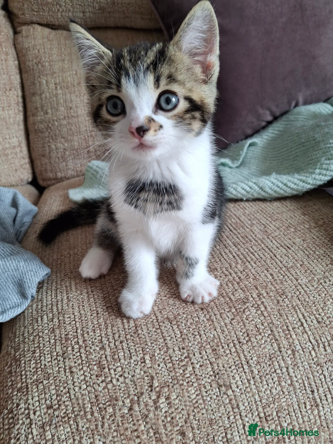 Mixed Breed cats for sale: Chester in Gateshead - Advert 2
