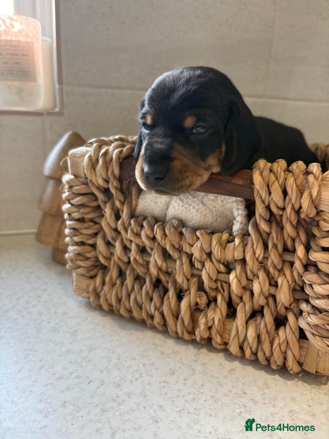 Dachshund dogs for sale: Dachshund puppies - Advert 2