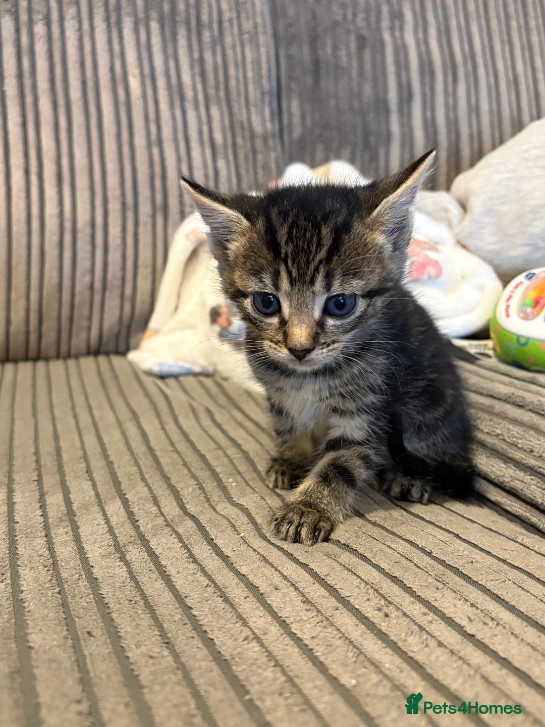 Domestic Shorthair cats for sale: 4 gorgeous Tabby kittens ready 26-1-26 - Advert 24