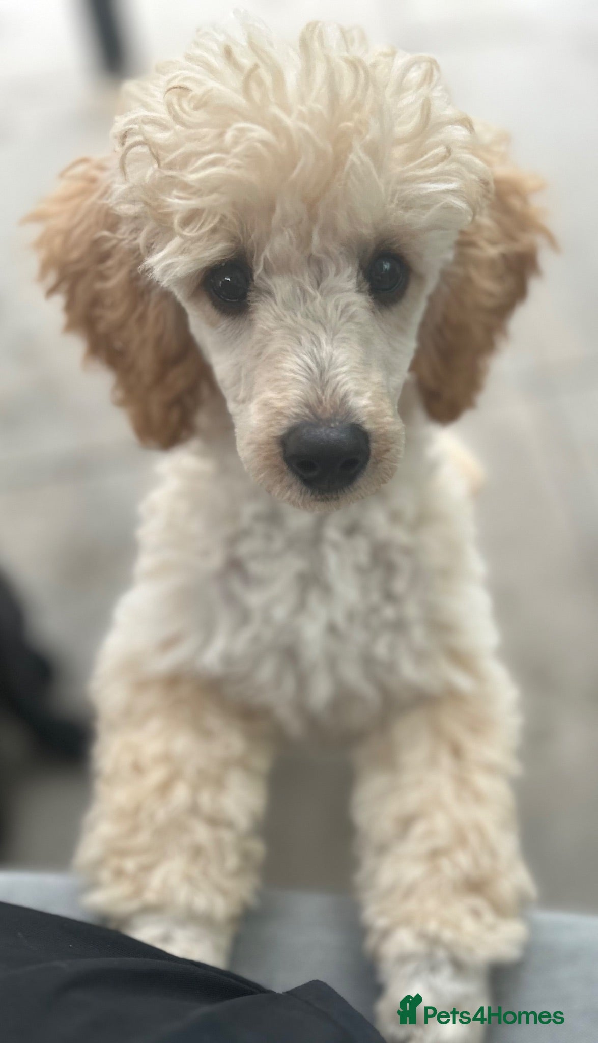 Miniature Poodle dogs KC registered miniature poodles  - Advert 1