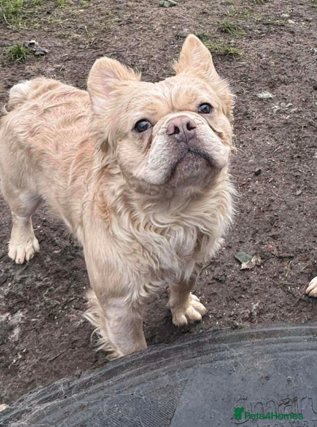 French Bulldog dogs for sale: French Bulldog pups - Advert 2