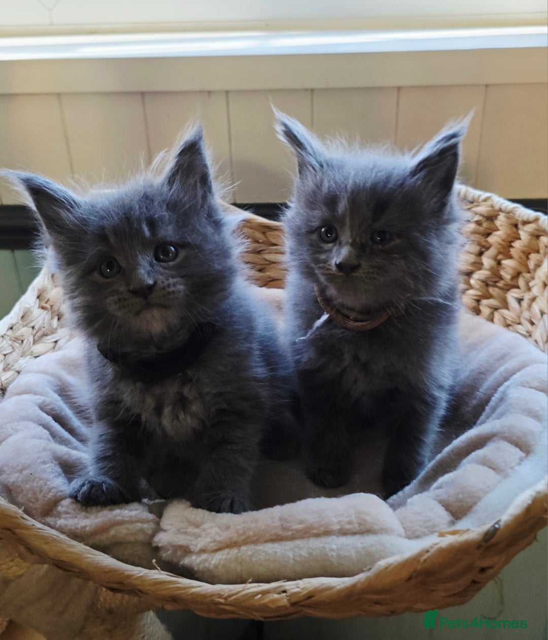 Maine Coon cats for sale: Two beautiful blue smoked mainecoon girls 4 sale  - Image 7
