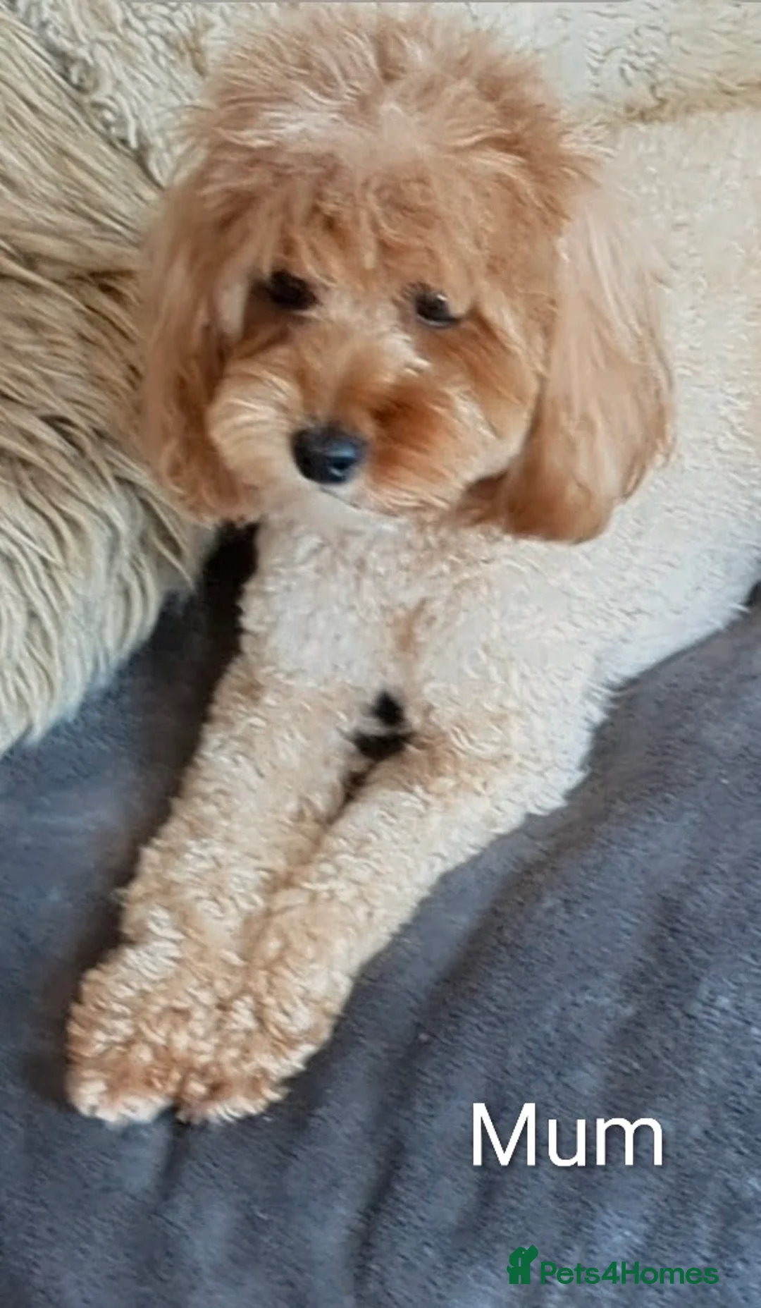 Cavapoo dogs for sale: Beautiful Cavapoo Puppies – Ready Soon 🐾 4💙 2🩷 - Advert 2