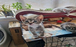 Siamese cats for sale: Siamese /balinese cross kittens - Image 16