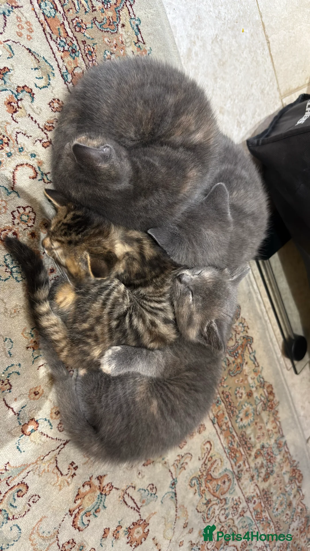 British Shorthair cats for sale: Lovely kittens  - Advert 15