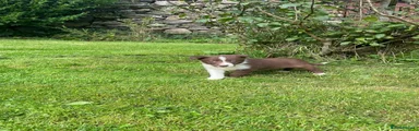 Border Collie 3