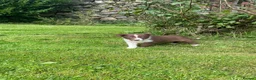 Border Collie dogs for sale: Border collies  - Advert 9