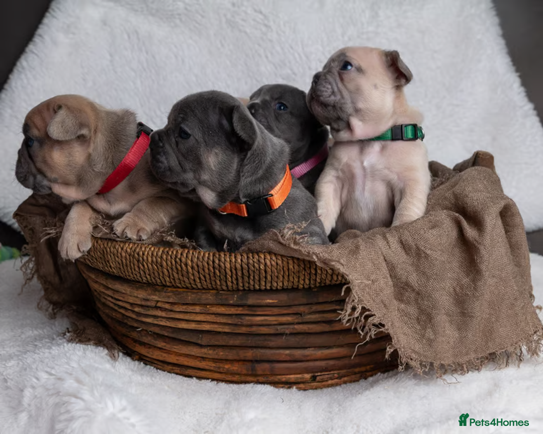 French Bulldog dogs for sale: Charming selection of French Bulldog puppies - Image 4