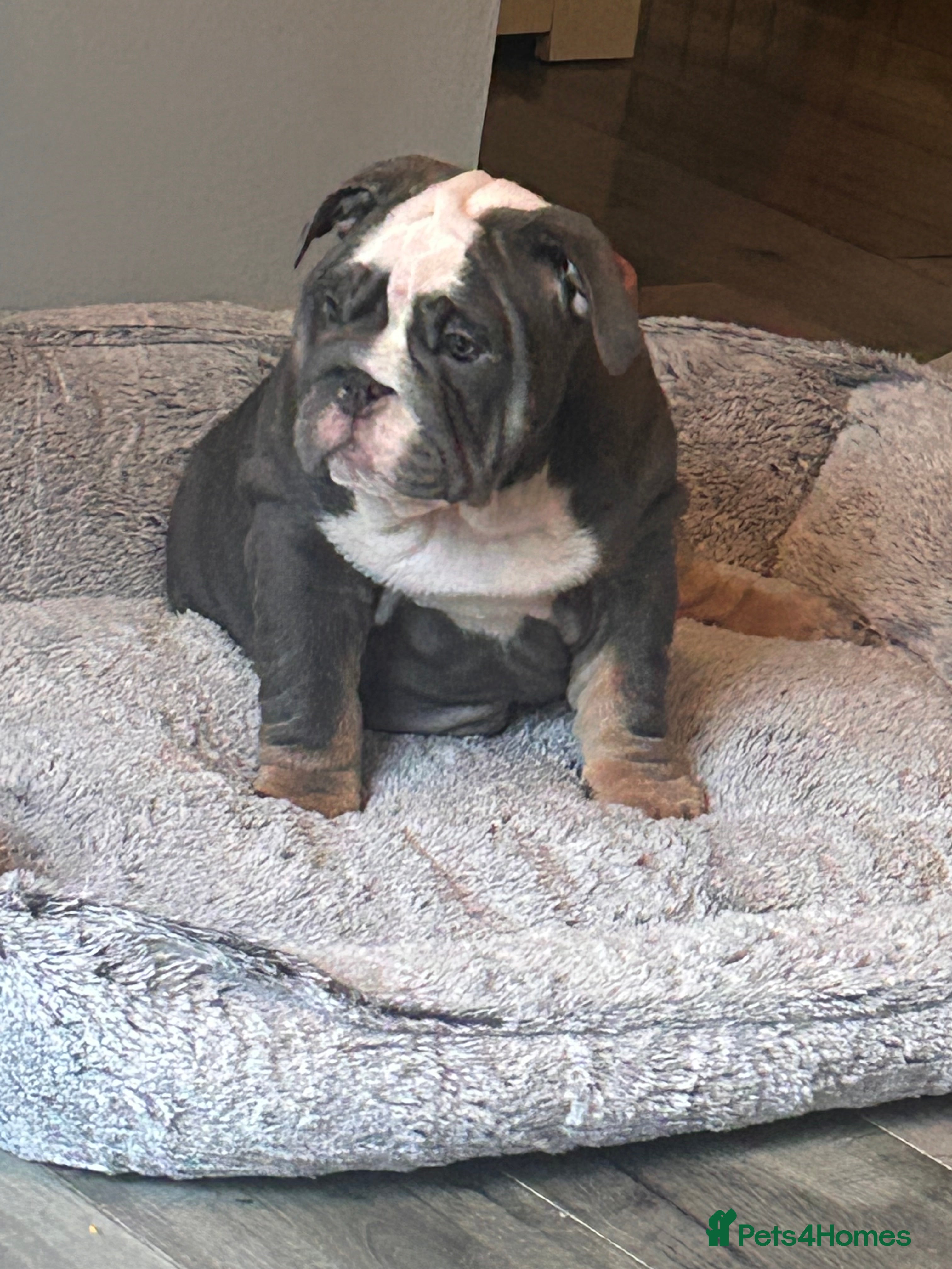 English Bulldog dogs Winnie’s amazing litter of 6 beautiful babies - Advert 2