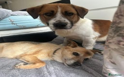 Mixed Breed dogs for adoption: Diego. Badersfield Norfolk  - Image 6