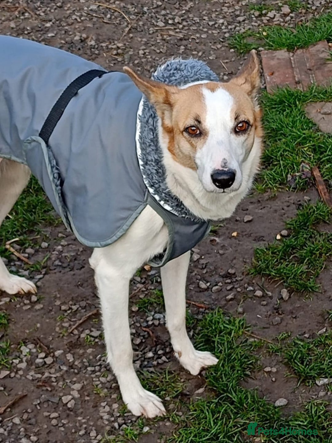 Mixed Breed dogs for adoption: 💖🐶 ALAYA 🐶💖 - Image 15