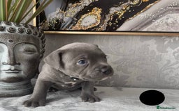 Staffordshire Bull Terrier dogs for sale: Chunky little staffy pups - Image 23