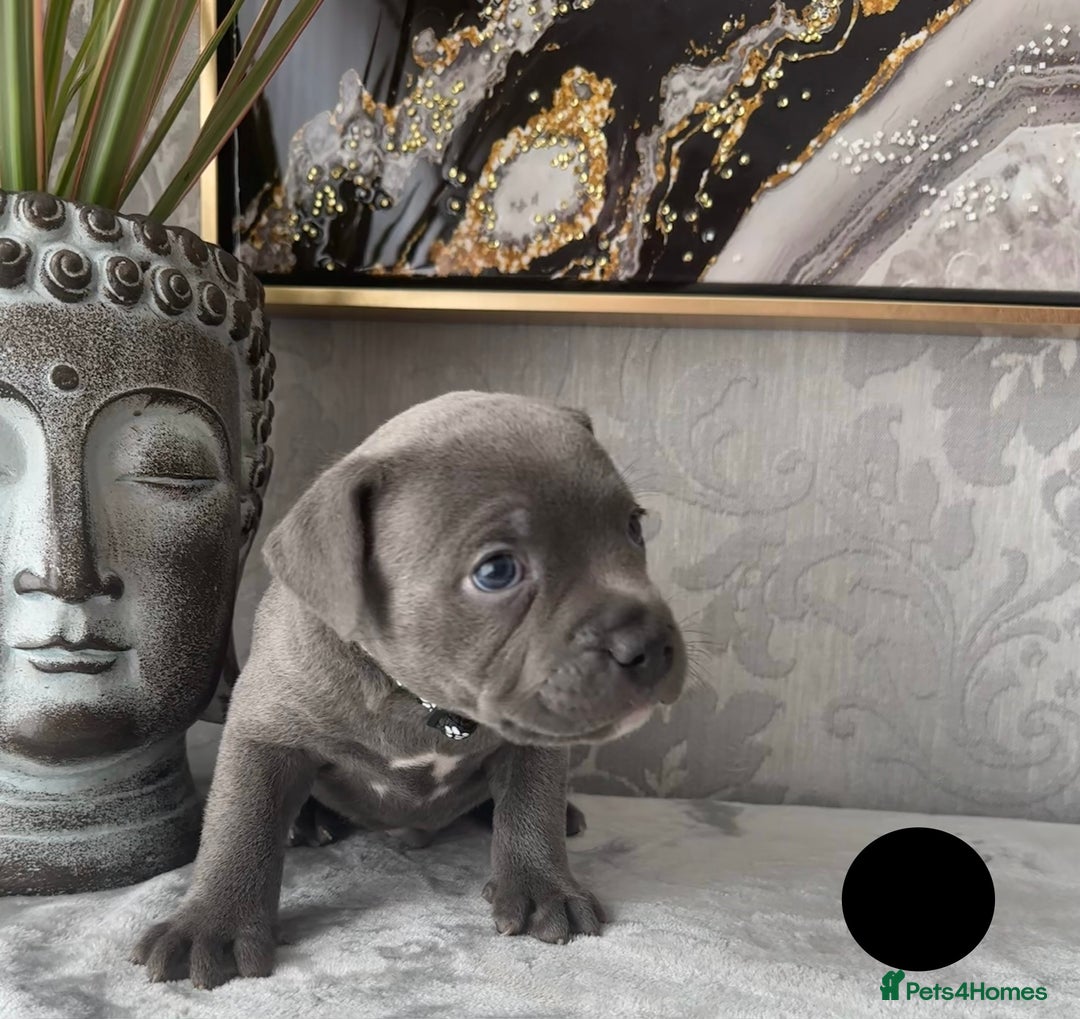 Staffordshire Bull Terrier dogs for sale: Chunky little staffy pups - Image 23