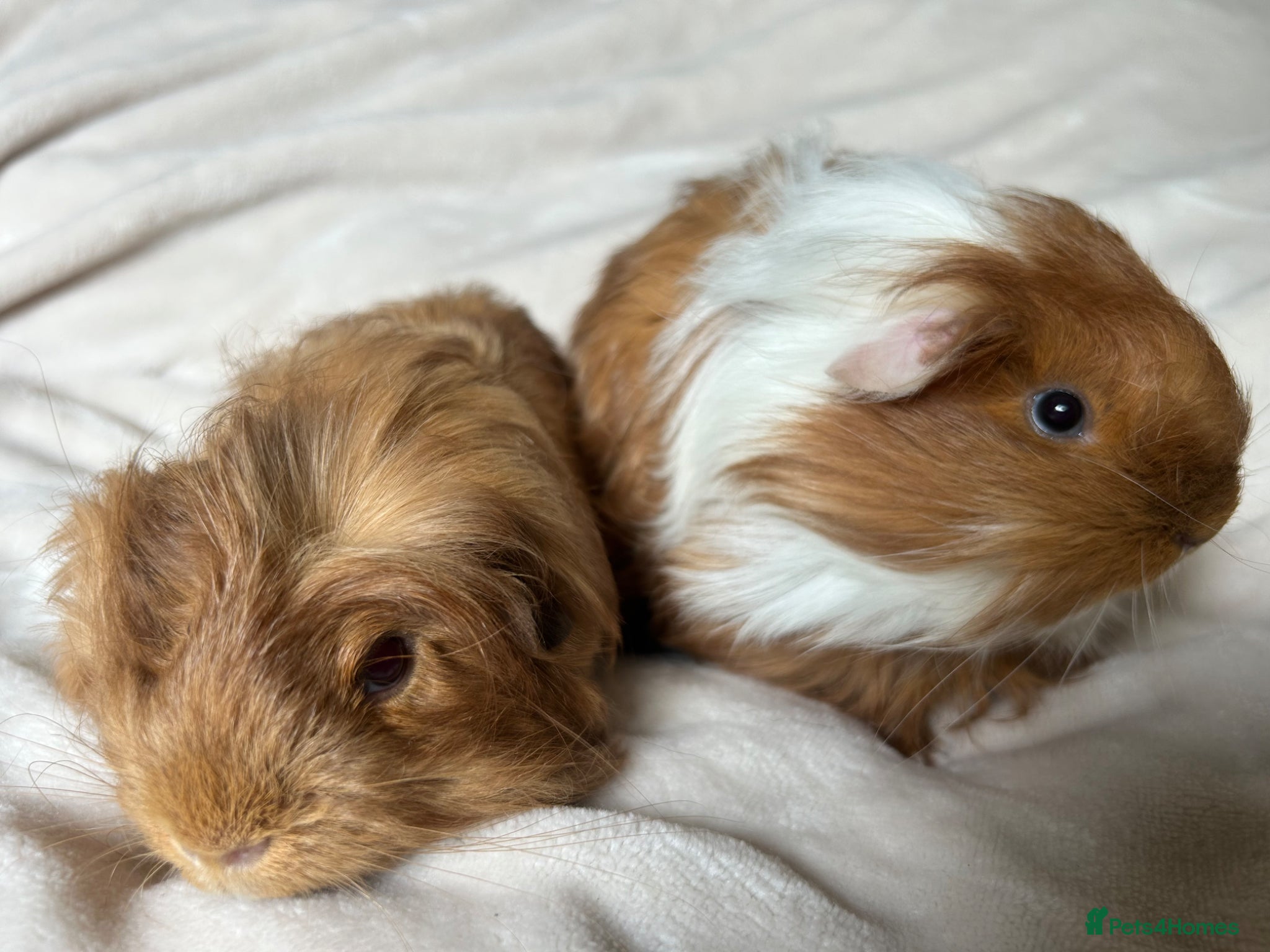 Guinea Pig rodents for sale: Baby Guinea pigs  - Advert 4