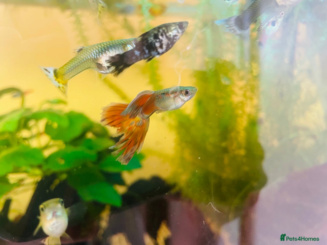 Live Bearers fish for sale: Mixed guppies - Image 8