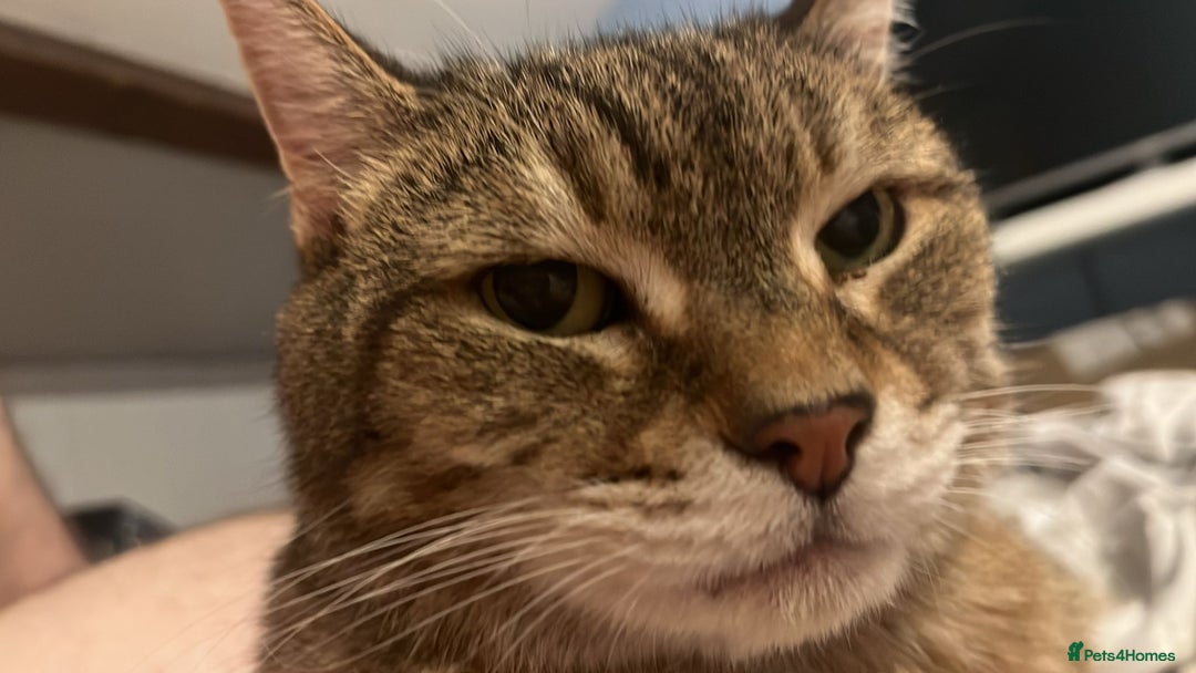 Domestic Shorthair cats for sale: Lulu the lovely house cat. - Image 6
