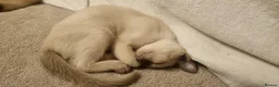 Burmese cats for sale: Burmese kittens  - Advert 4