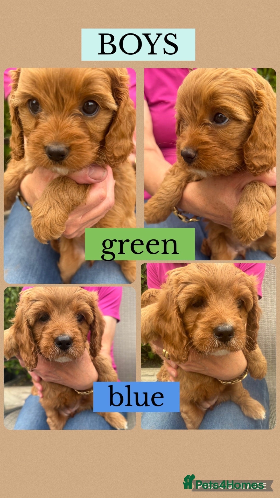 Cavapoo dogs Cavapoo puppies READY NOW - Advert 2
