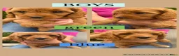 Cavapoo dogs for sale: Cavapoo puppies  - Advert 3