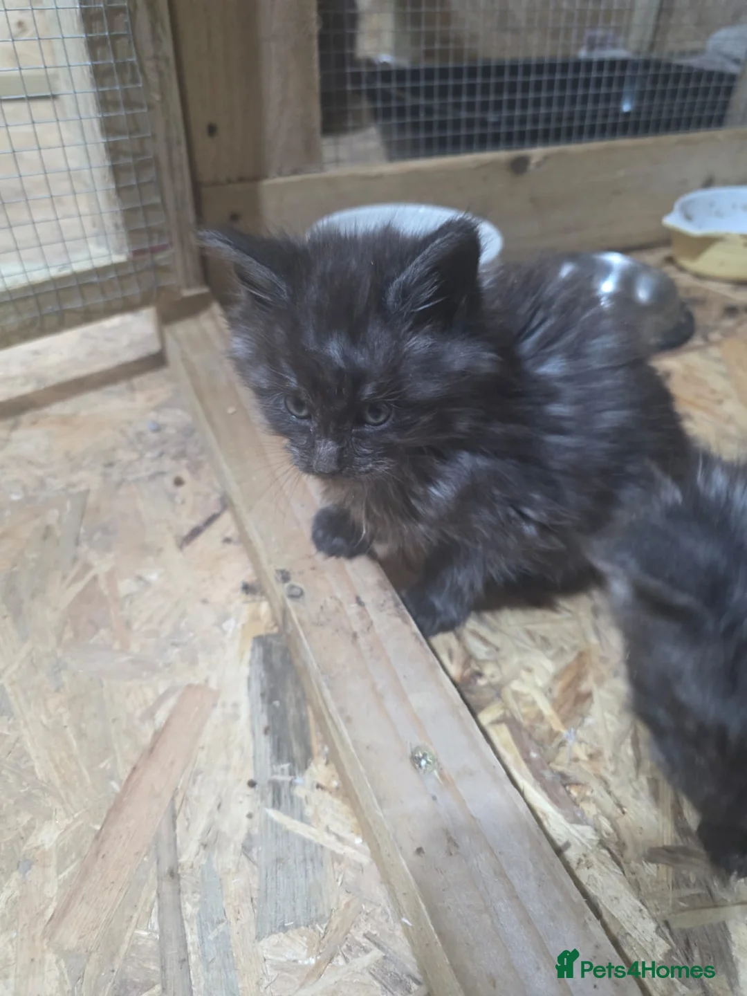 Maine Coon cats for sale: Pure Breed Maine Coone Kittens - Advert 14