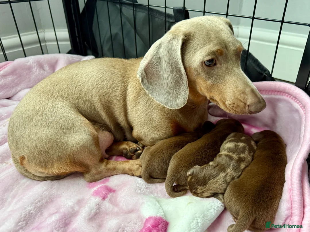 Miniature Dachshund dogs for sale: Chocolate and tan boy. Ready to leave! - Advert 6