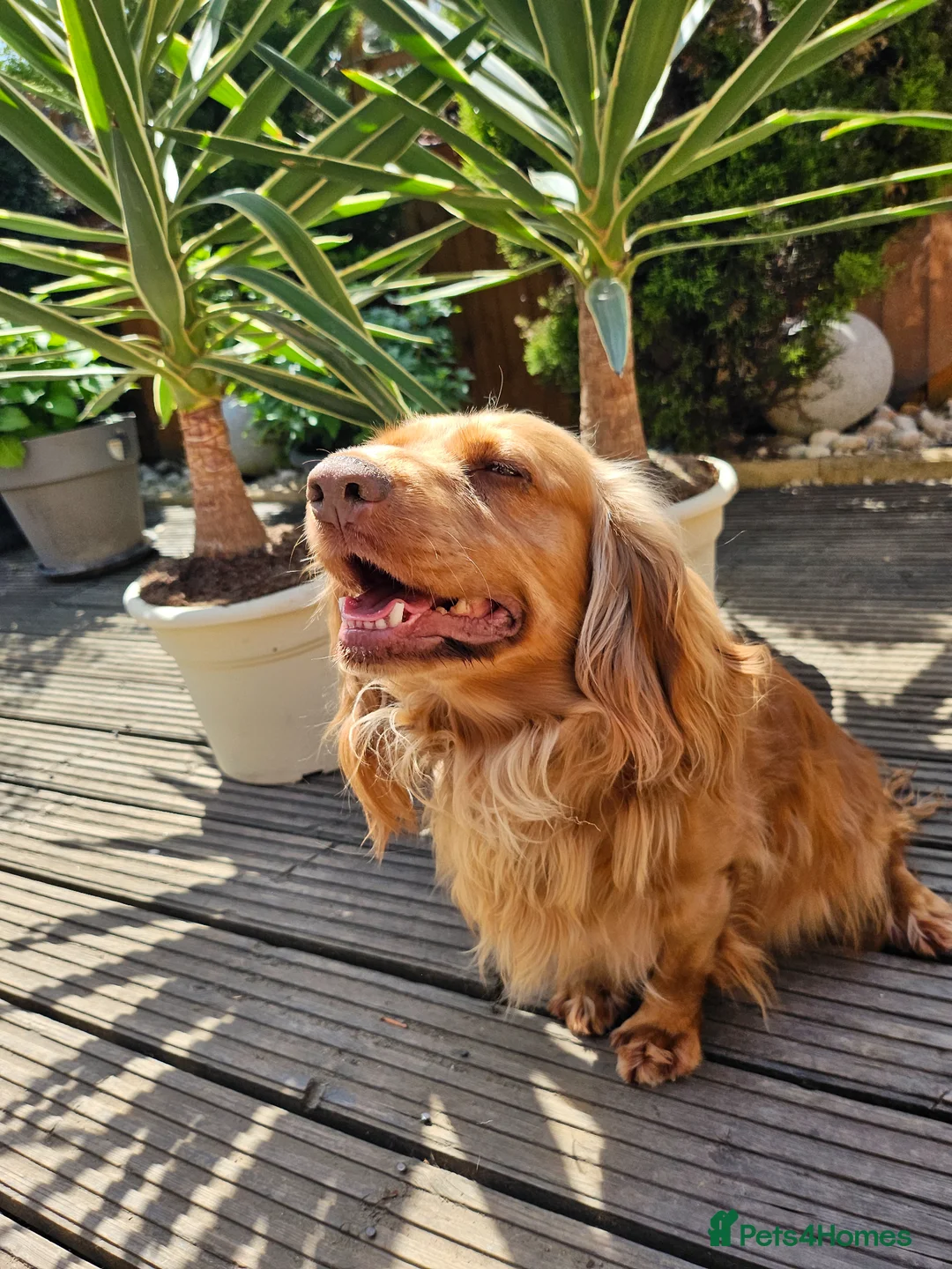 Cocker Spaniel dogs for sale: Working Cocker Spaniel Puppies - Advert 9