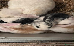 Dwarf Lop rabbits for sale: Dwarf lops - Image 1