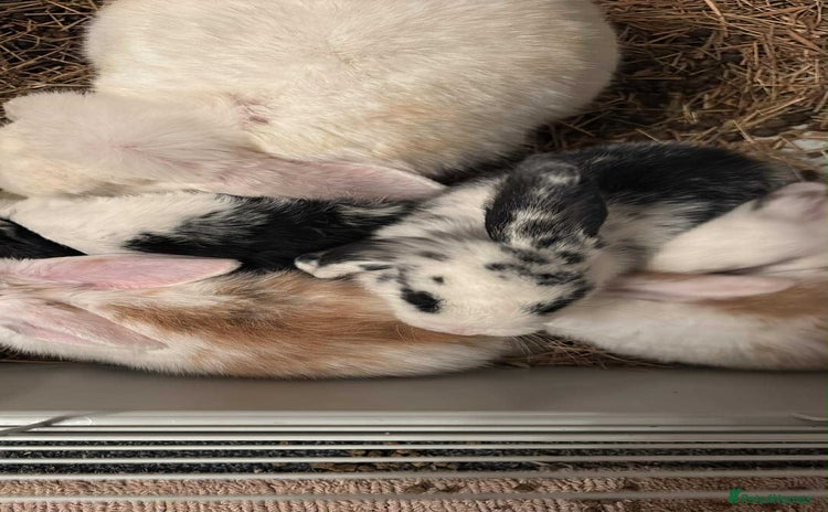 Dwarf Lop rabbits - Advert 3