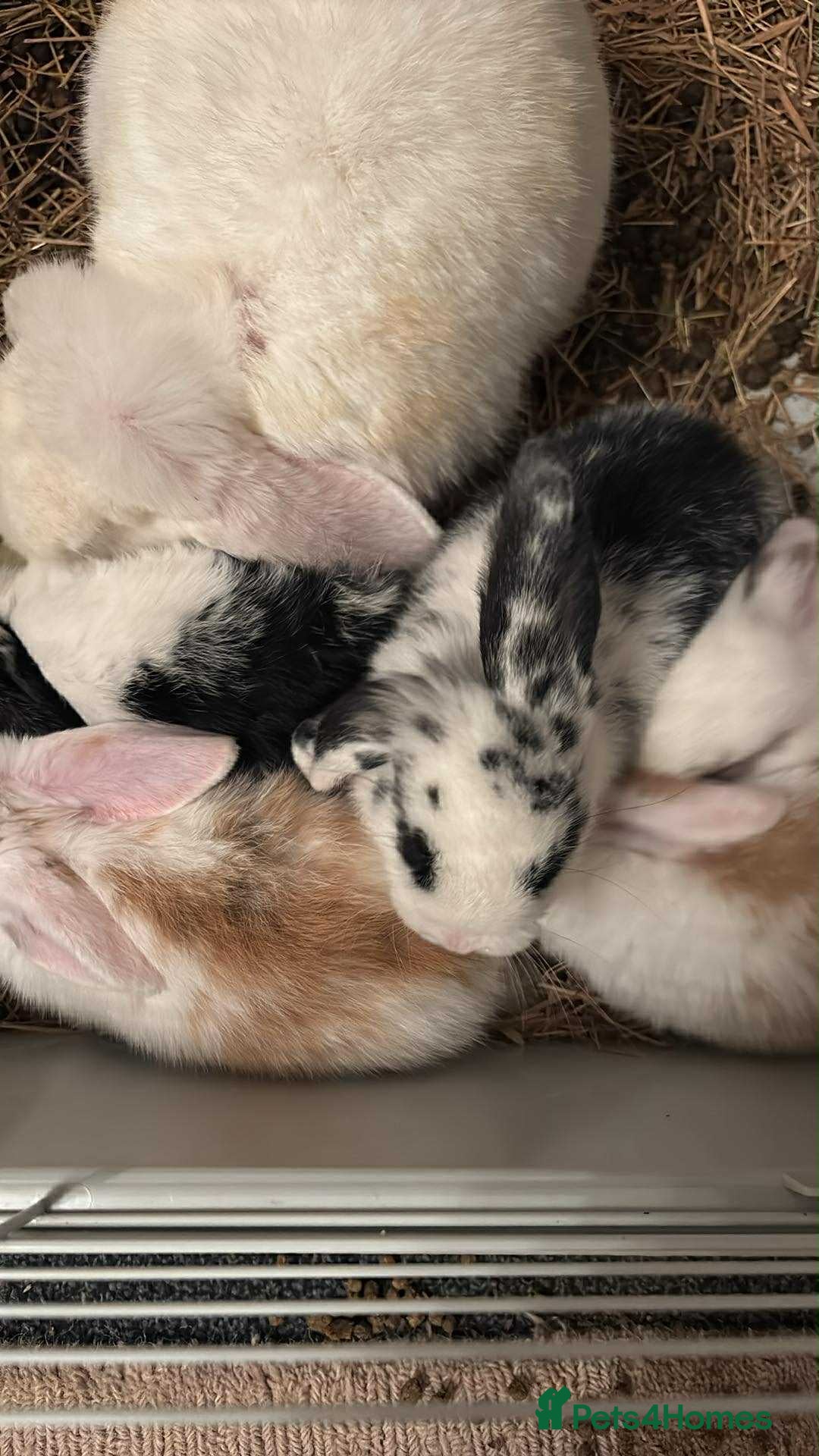 Dwarf Lop rabbits for sale: Dwarf lops - Image 1