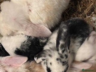 Dwarf Lop rabbits - Advert 3