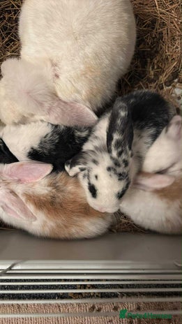 Dwarf Lop rabbits - Advert 1