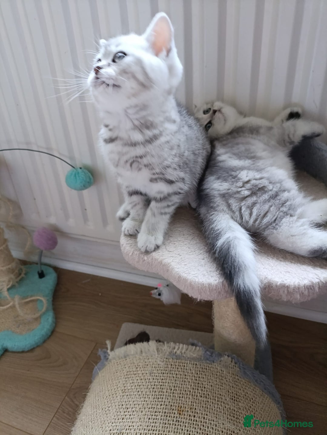 British Shorthair cats for sale: Beautiful  British Shorthair kittens  - Advert 12