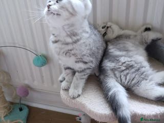 British Shorthair cats Beautiful British Shorthair and Scottish kittens - Advert 6
