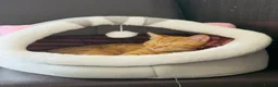Munchkin cats for sale: Cat hudini in Slough - Advert 2