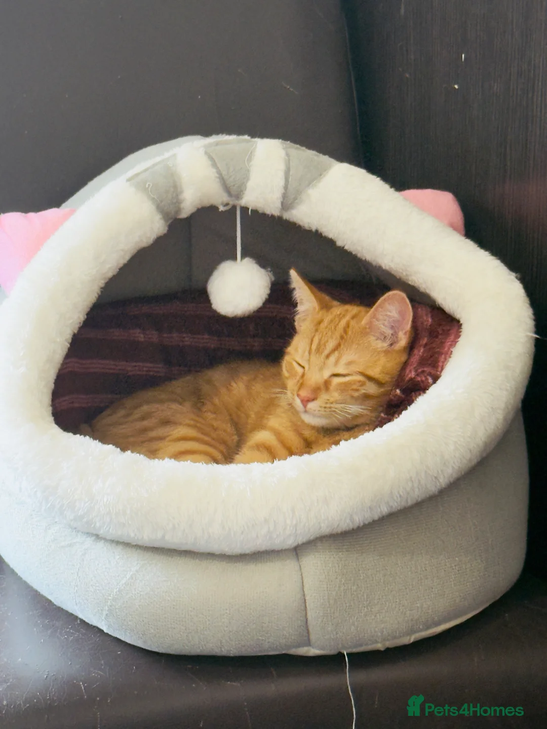 Munchkin cats for sale: Cat hudini in Slough - Advert 2