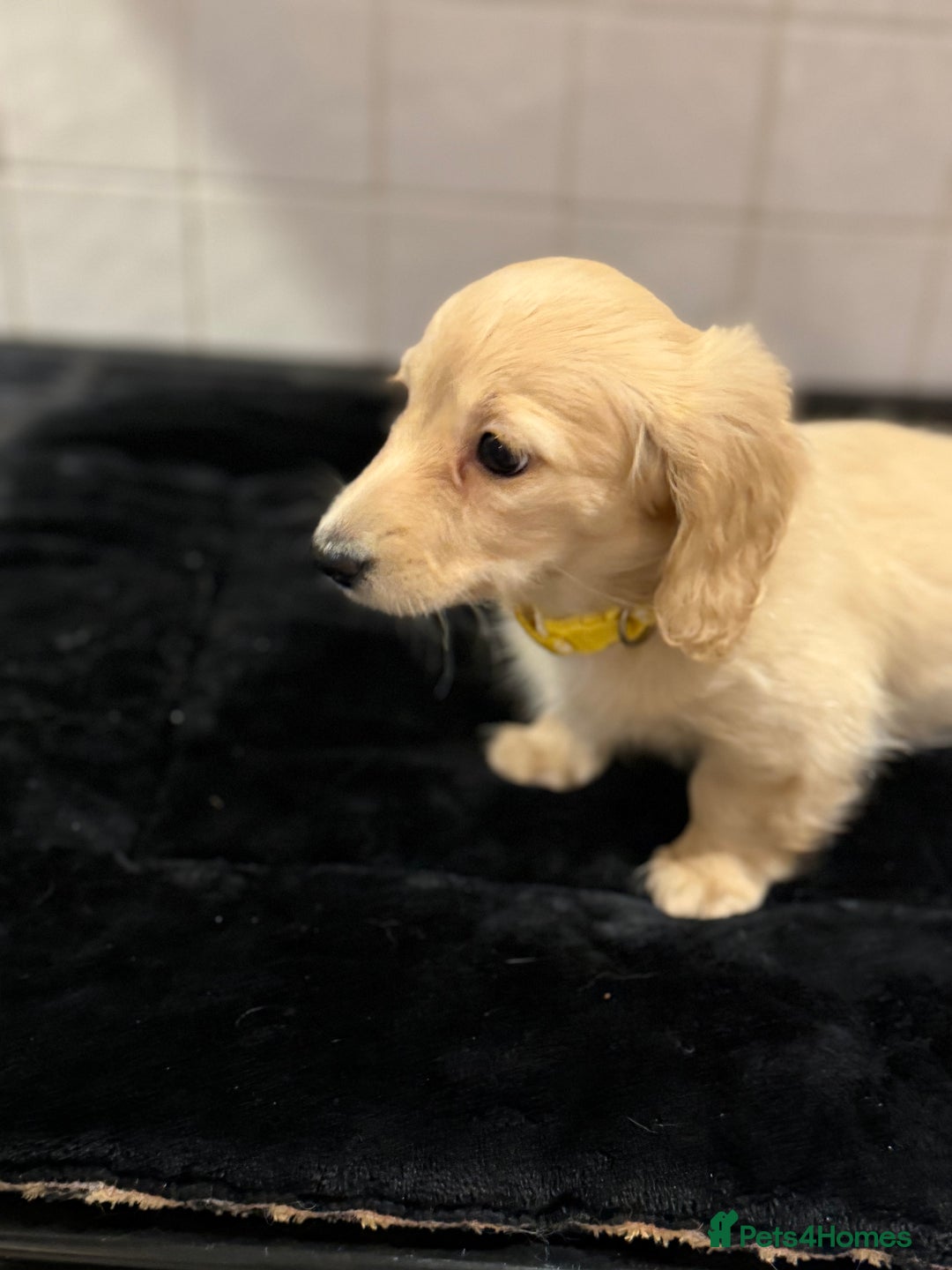 Dachshund dogs for sale: Mini long haired cream/shaded cream girls  - Advert 4