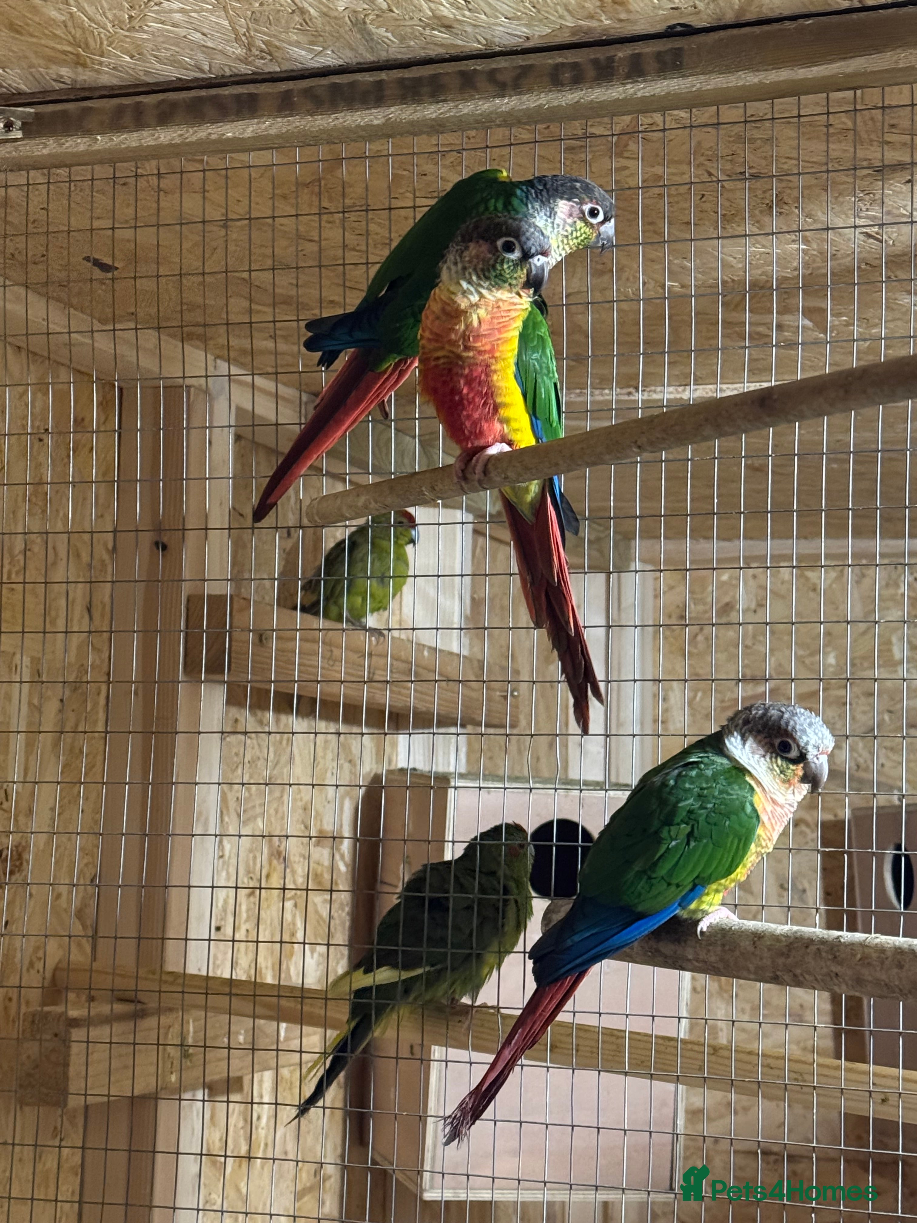 Parakeets birds 2 male conures  - Advert 2