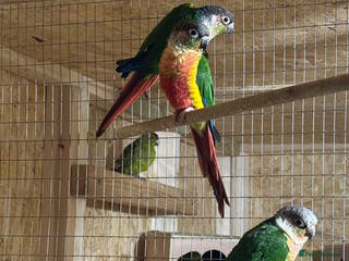 Parakeets birds 2 male conures AVIARY BIRDS - Advert 9