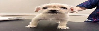 Mixed Breed Puppy 2